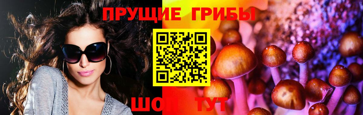Галлюциногенные грибы Psilocybe Махачкала